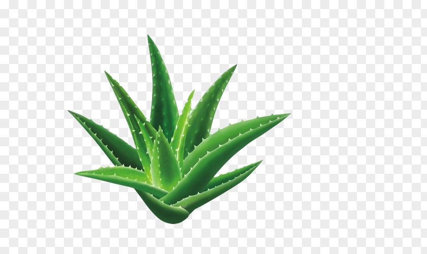 An Aloe Vera Dietary Supplement Health Emodin Ayurveda PNG