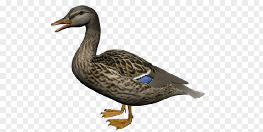 Brown Duck Image Resolution Clip Art PNG