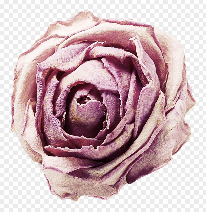Close Up Roses Download PNG