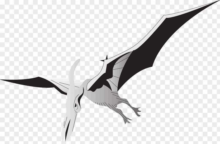 Dinosaur Vector Pterodactyls Pteranodon Bird Pterosaurs PNG