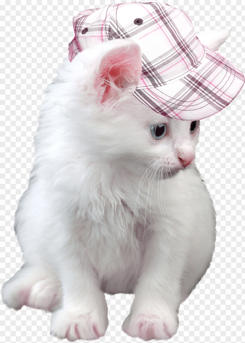 Hat Kitten Cat High-definition Television 1080p Wallpaper PNG