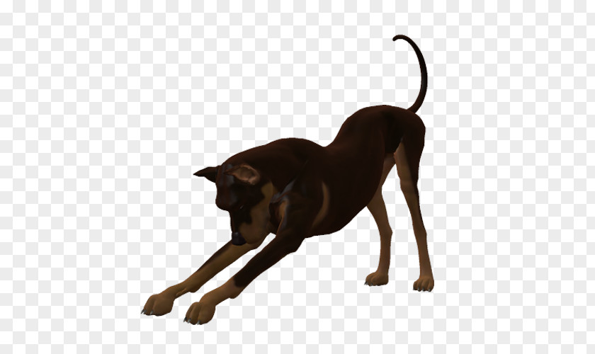 Lady Dog Breed Cat Leash Mammal PNG