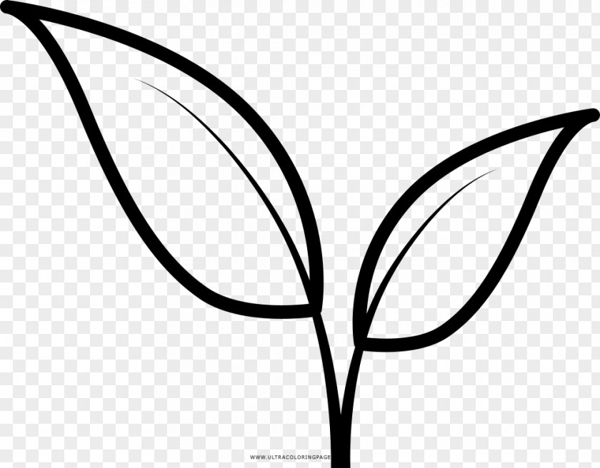 Leaf Drawing Line Art Coloring Book Clip PNG