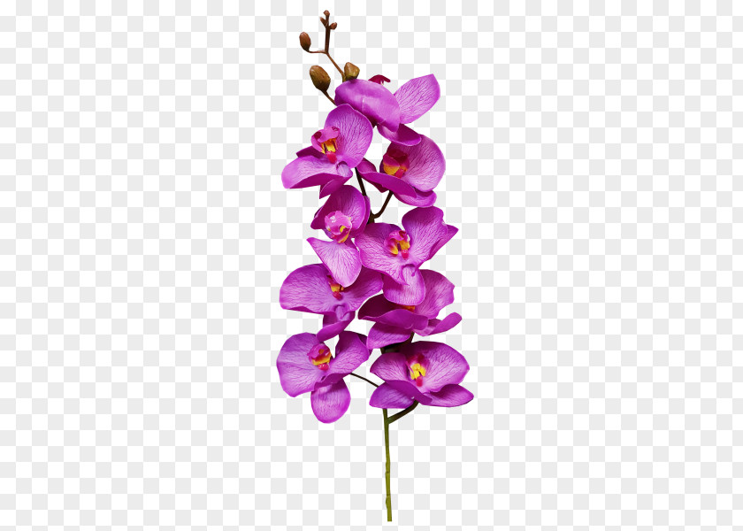 -painted Floral Material Cut Flowers Plant Design Moth Orchids PNG