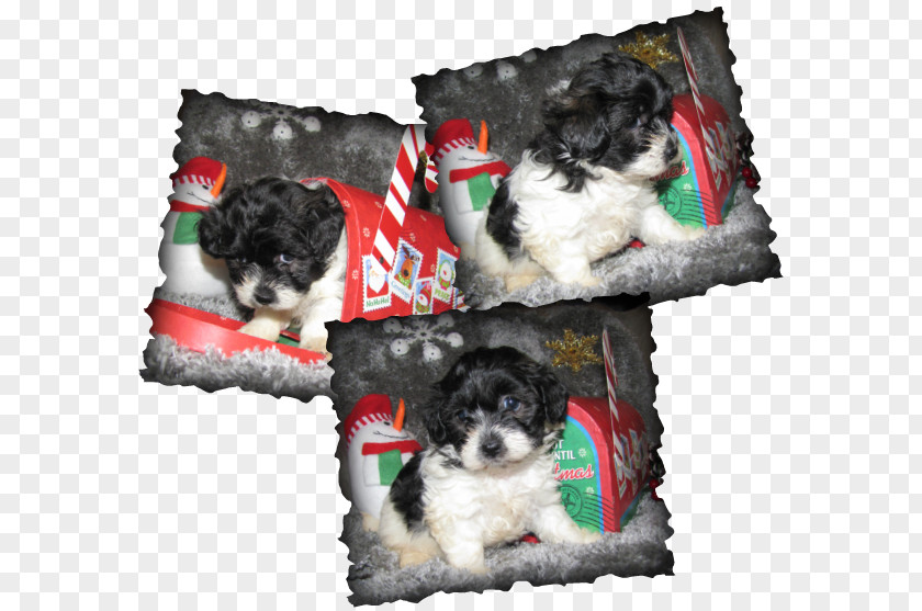 Puppy Schnoodle Shih Tzu Morkie Tibetan Terrier PNG