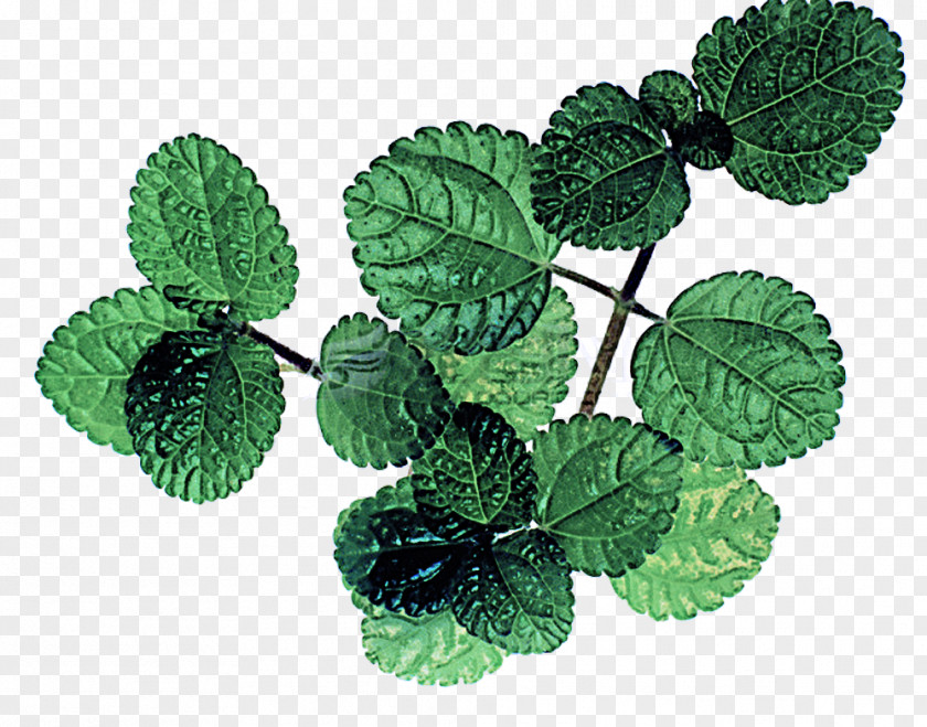 Spearmint Peppermint Leaf Plant Green Flower Mint PNG