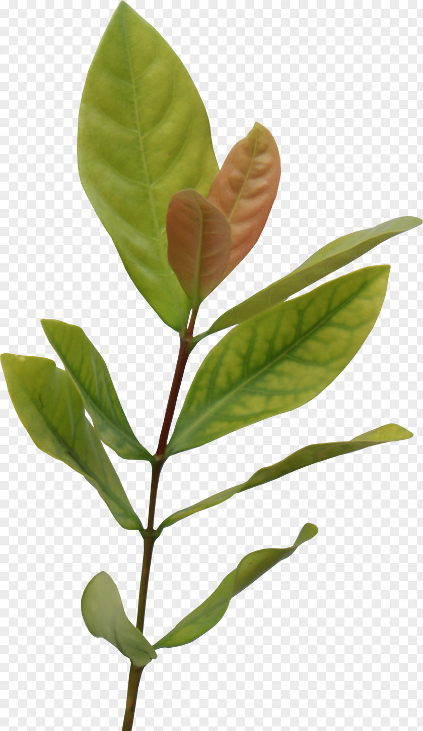 Tea Leaves Leaf Information Clip Art PNG