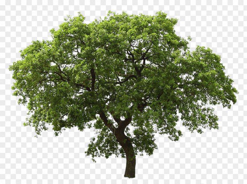 Tree Image Oak PNG