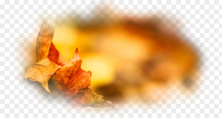 Autumn Desktop Wallpaper Painting Leaf PNG