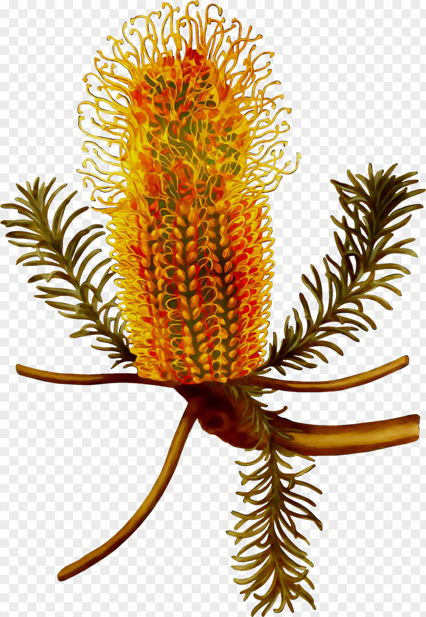 Banksia Plants Fantastic Beasts And Where To Find Them Plant Stem Travel PNG