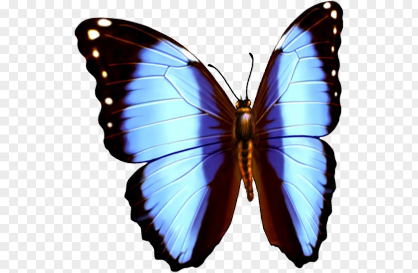 Butterfly Download Computer File PNG