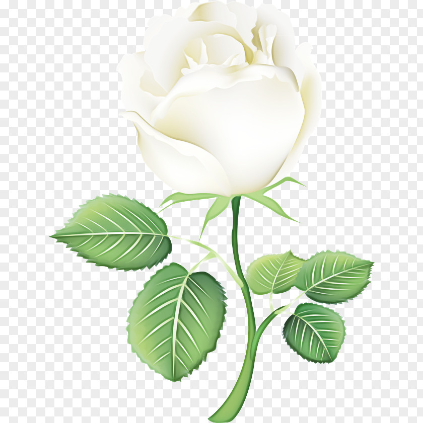 Garden Roses Rose Family PNG