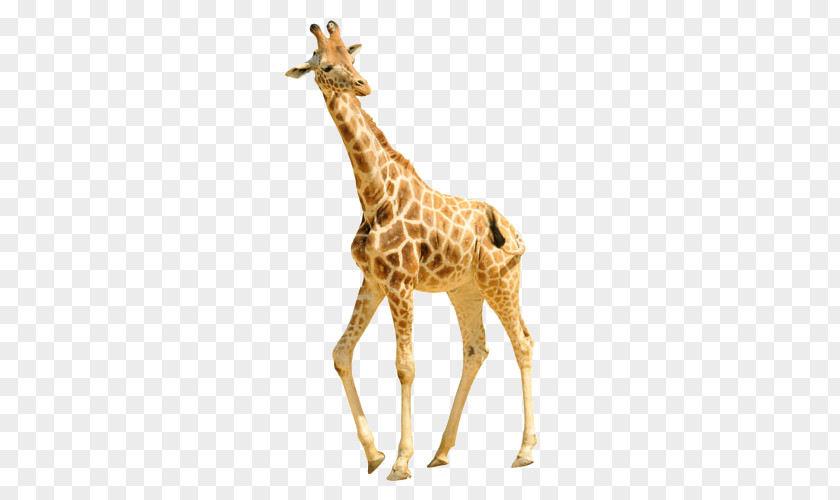 Giraffe Reticulated Shutterstock Stock Photography PNG