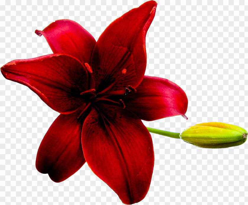 Gull Flower Red Lilium Clip Art PNG