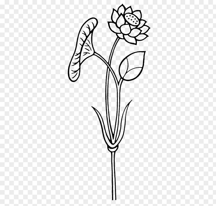 Hand-painted Lotus Nelumbo Nucifera Leaf Clip Art PNG