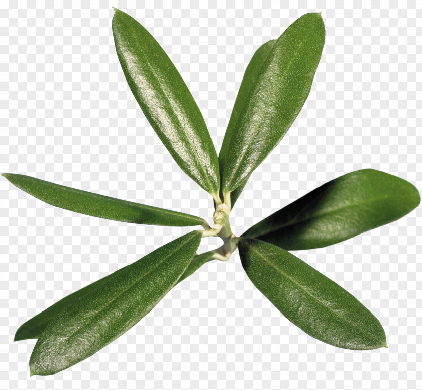 Leaf PNG