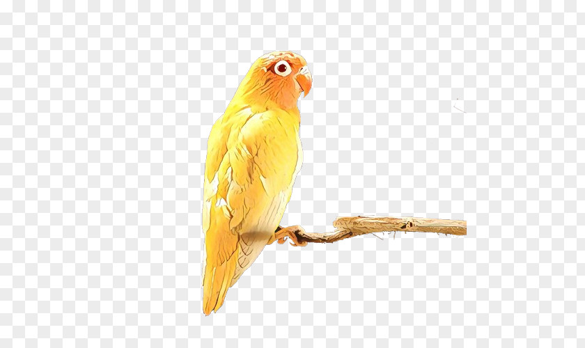 Lovebird PNG