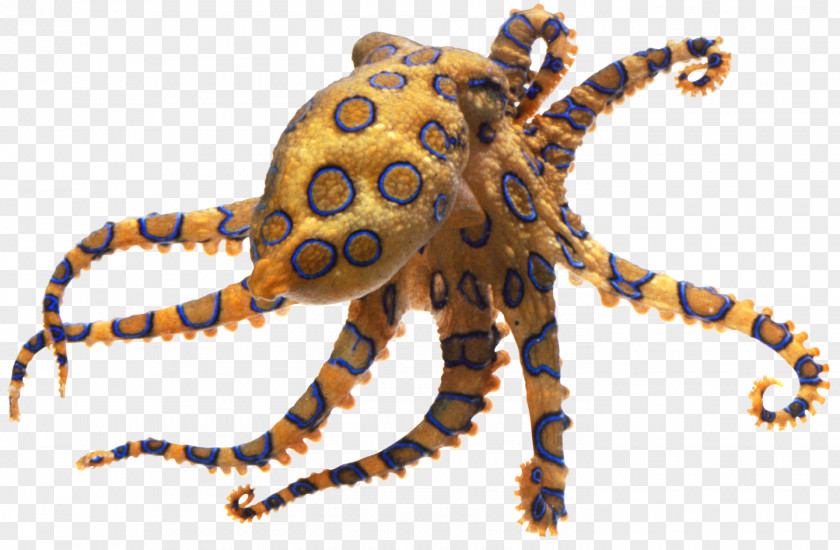 Octapus Greater Blue-ringed Octopus Pufferfish Fugu Tetrodotoxin PNG