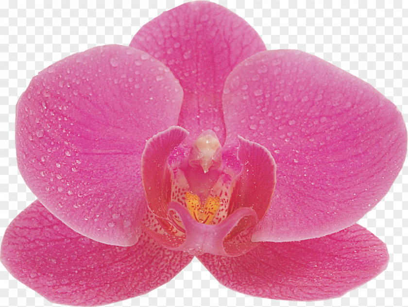 Orchid Orchids Phalaenopsis Aphrodite Flower Photography PNG
