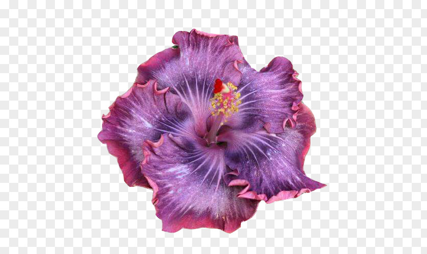 Plant Growing Hibiscus Shoeblackplant Rosemallows Flower PNG