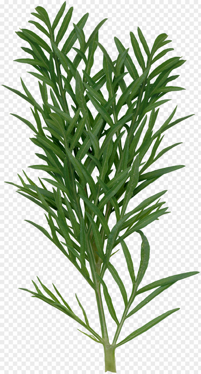 Potted Gladiolus Xd7gandavensis Euclidean Vector PNG