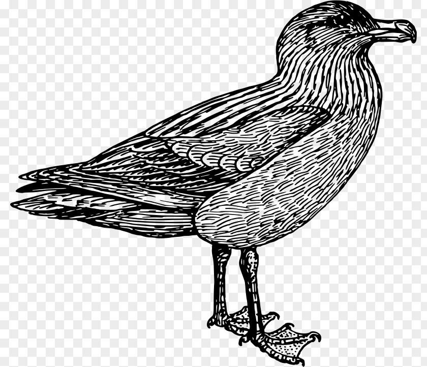 Bird European Herring Gull Skuas Wader PNG