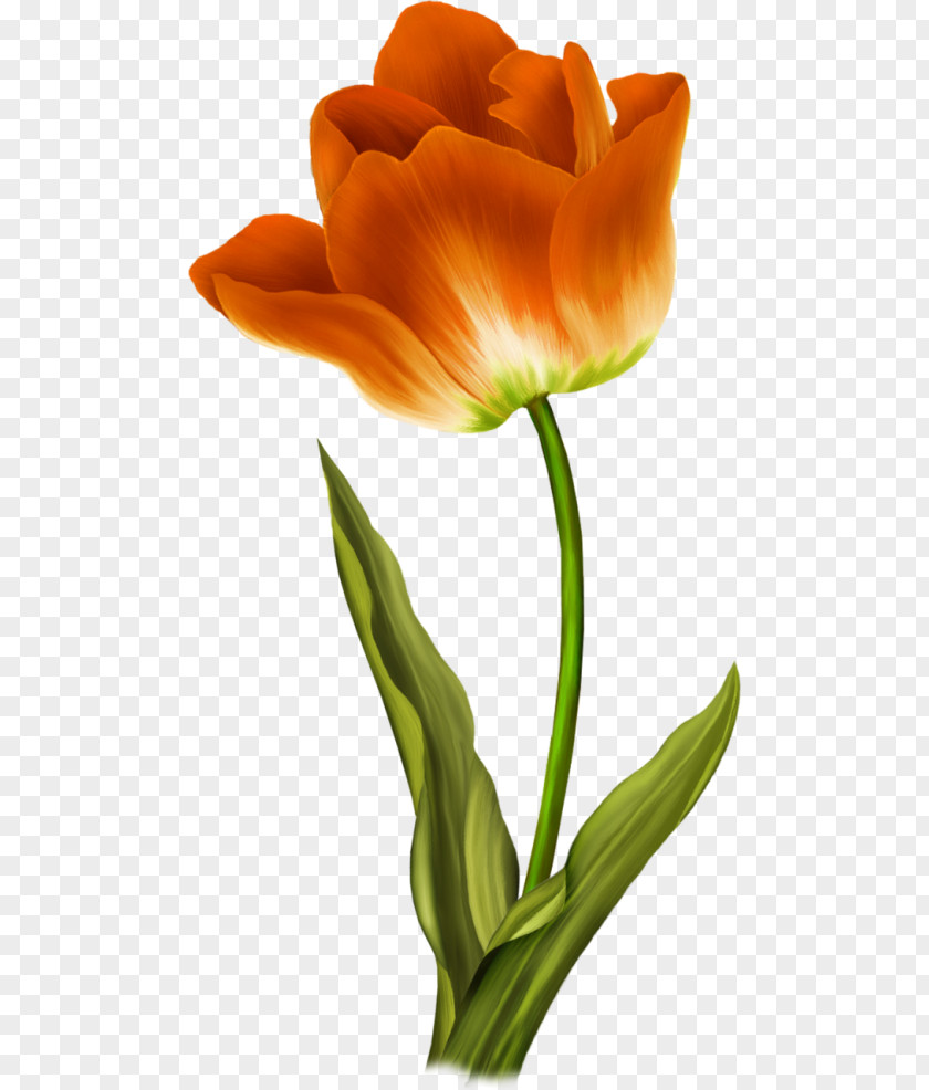 Flower Wild Tulip Painting PNG