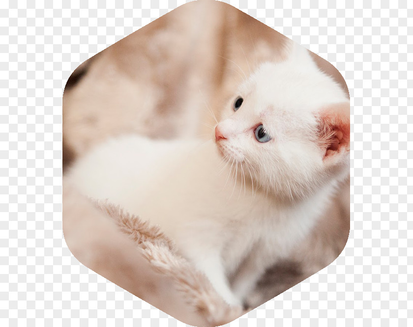 Kitten Whiskers Veterinary Medicine Turkish Van Domestic Short-haired Cat PNG