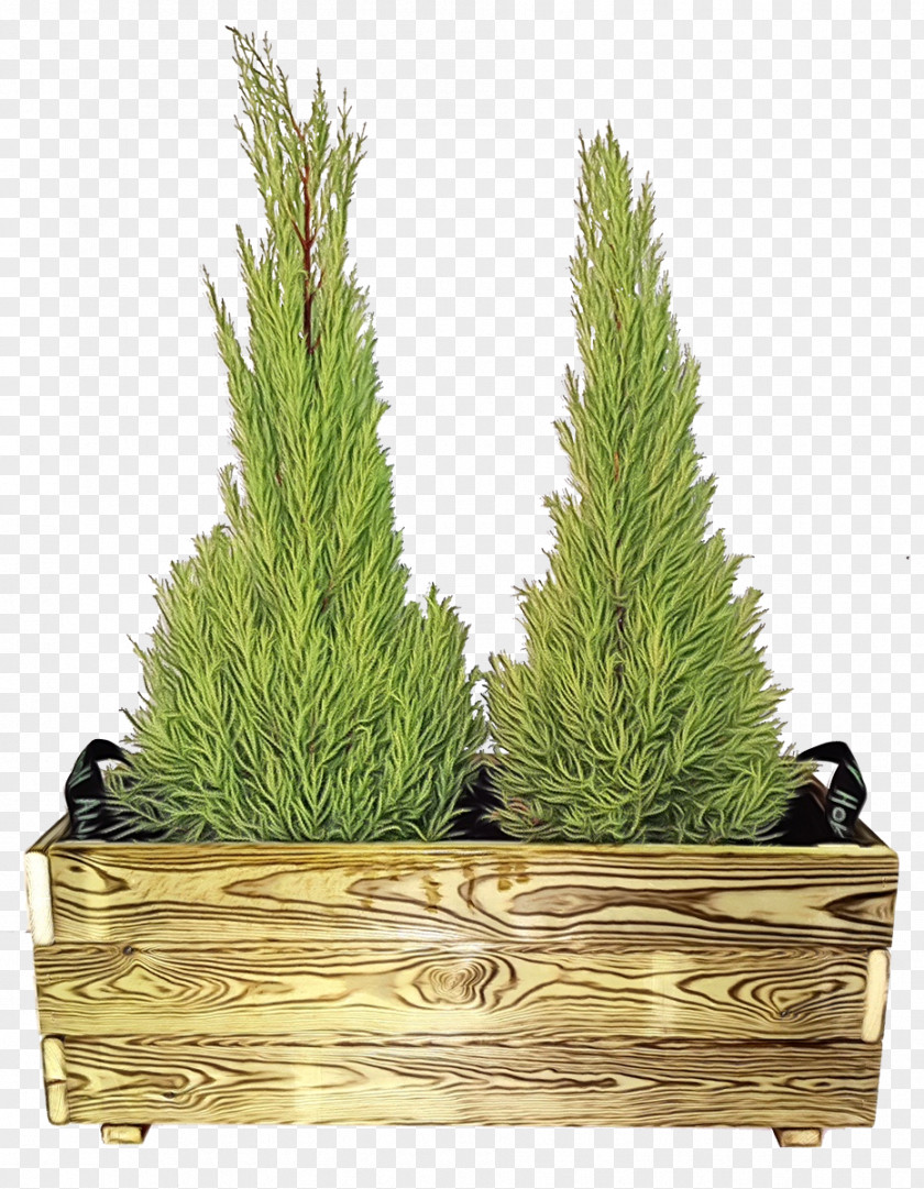 Red Pine American Larch Tree River Juniper Flowerpot Plant Thuya PNG