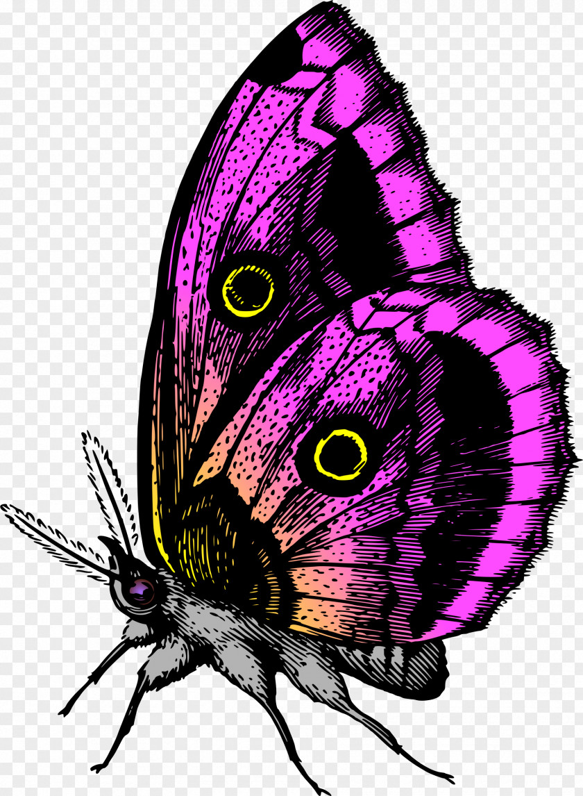 Butterfly Monarch Moth Insect Clip Art PNG