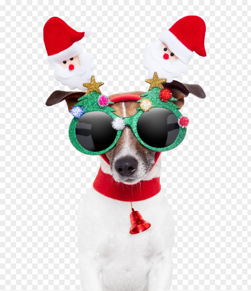 Christmas Dog Santa Claus Card Gift PNG