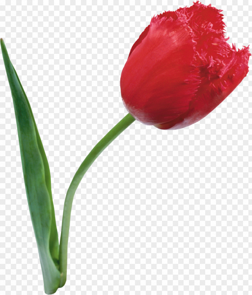 Flower Cut Flowers Petal Lady Tulip Daffodil PNG