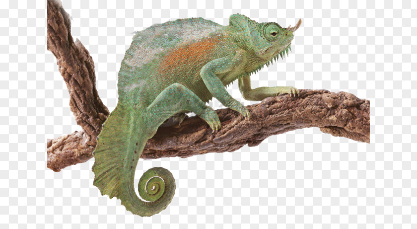 Free Buckle Chameleon Thinking In Java C++, Volume 2: Practical Programming PNG