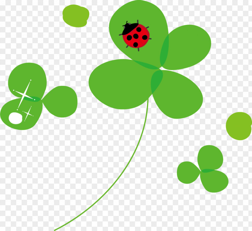 Plant Stem Ladybird Beetle Line Plants Biology PNG