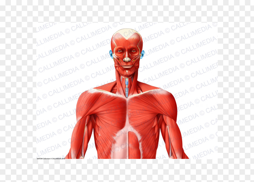 Superficial Temporal Nerve Muscle Shoulder Anatomy Human Body PNG