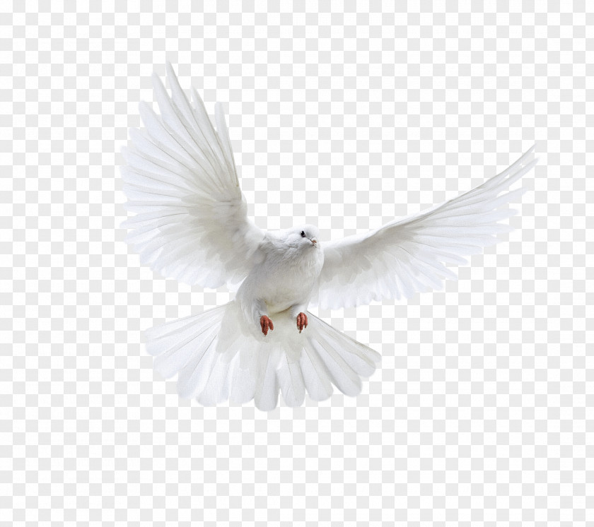 White Flying Pigeon Image Bird PNG