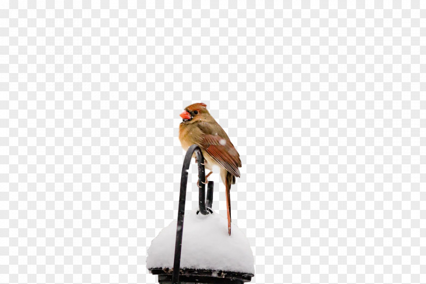 Birds Shoe Beak Meter Science PNG