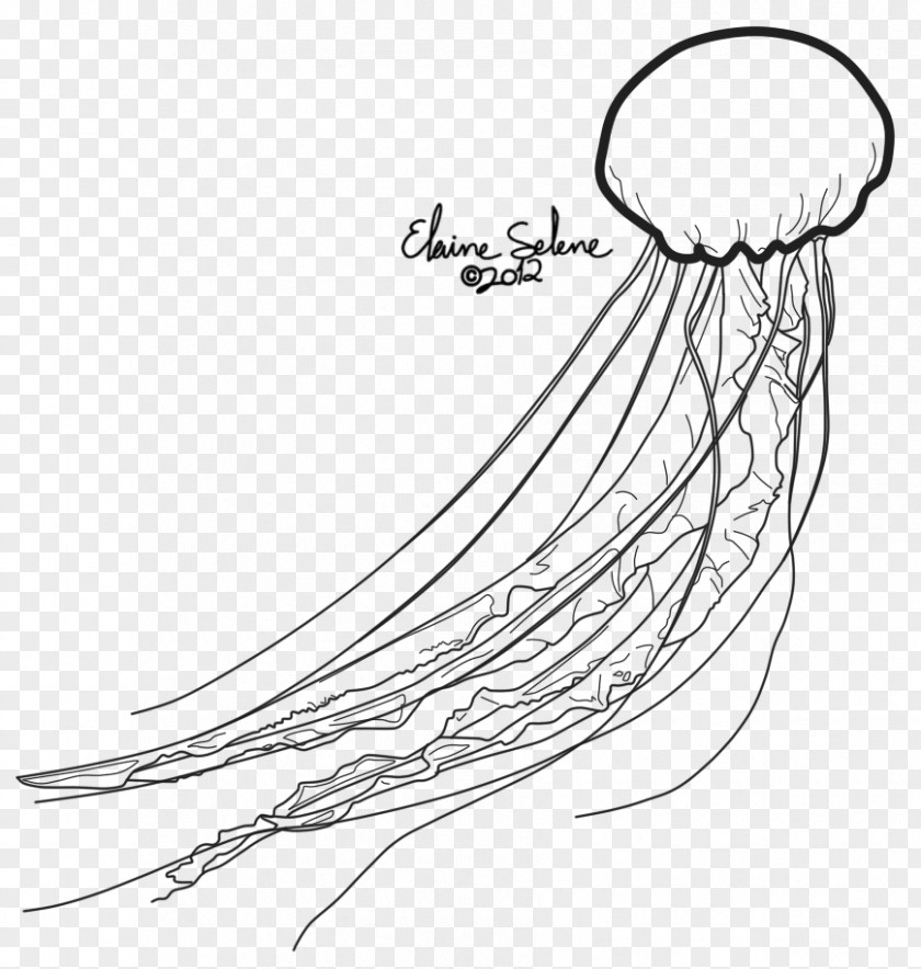 Jellyfish Line Art Drawing Invertebrate PNG