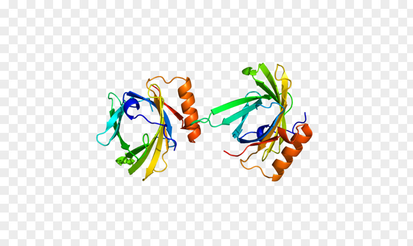 Prostaglandin D2 Synthase Prostaglandin-D H2 PNG