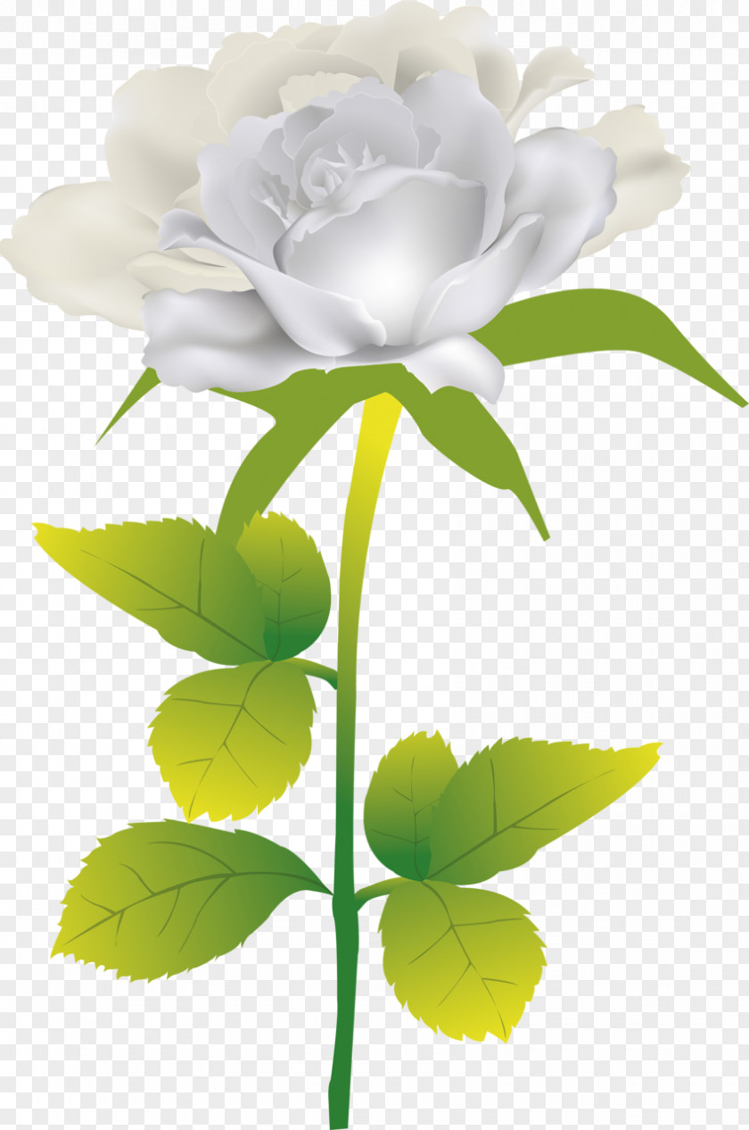 White Roses Beach Rose Flower Clip Art PNG