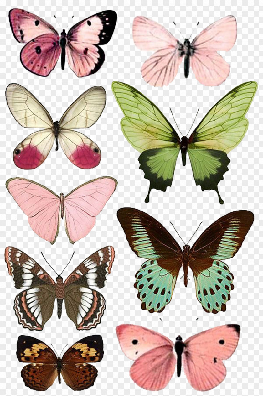 A Butterfly Insect Paper Moth Printing PNG