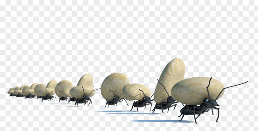 A Move Stones Ants Ant Stock Photography Royalty-free PNG