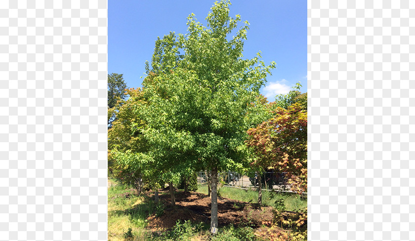 Deciduous Specimens Larch Shade Tree Oak Evergreen PNG