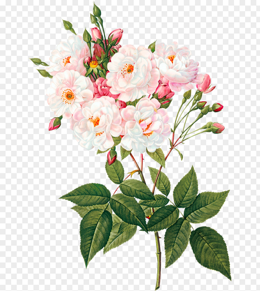 Peonies Rose Floral Design Flower Almond Blossoms Decal PNG