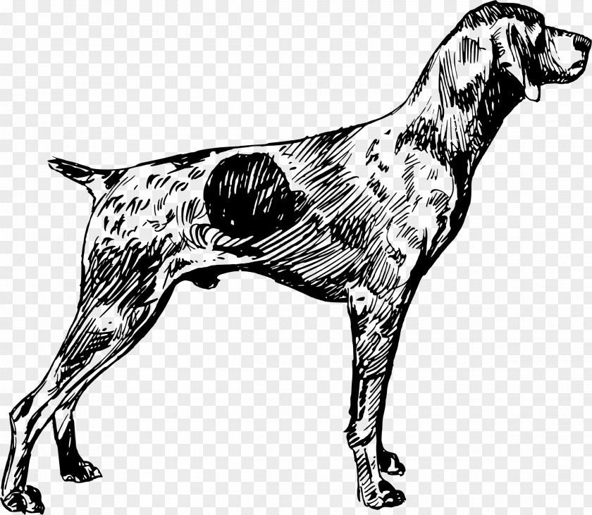 Short Hair German Shorthaired Pointer Wirehaired English Setter Vizsla PNG
