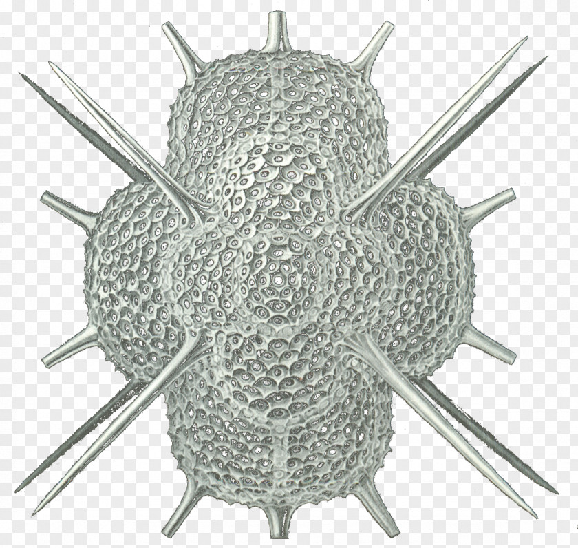 Skeleton Radiolaria Forams Protist Eukaryote Spumellaria PNG