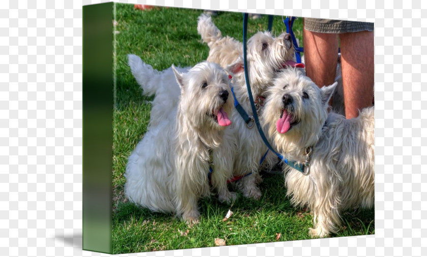 Westie Glen Norwich Terrier Skye Cairn Norfolk PNG