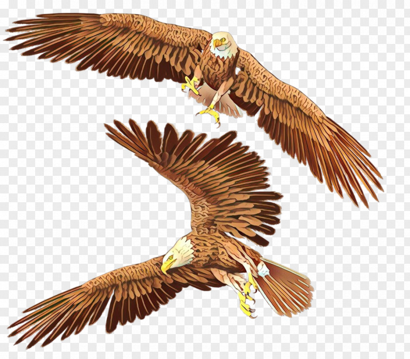 Beak Wing Bird Eagle Of Prey Falcon Kite PNG
