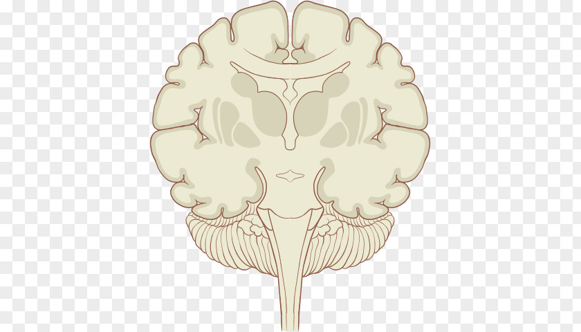 Brain Coronal Plane Human Subthalamic Nucleus PNG