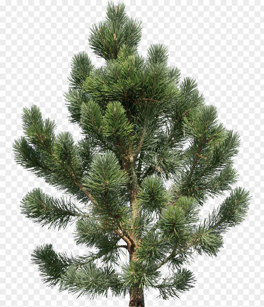 Fir-tree Image Fir Pine Tree PNG
